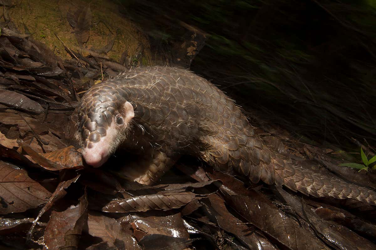 New Scientist. Science news and long reads from expert journalists, covering developments in science, technology, health and the environment on the website and the magazine.