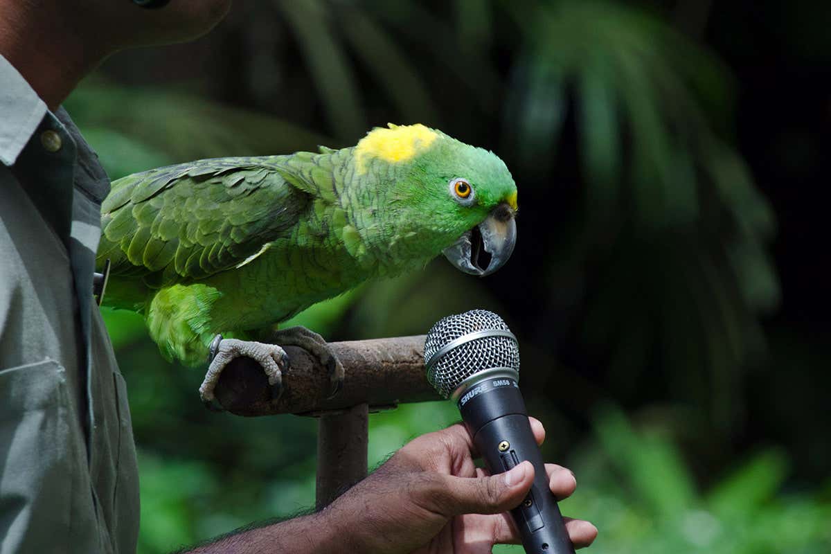 What is the evolutionary advantage of birds’ ability to mimic sounds?