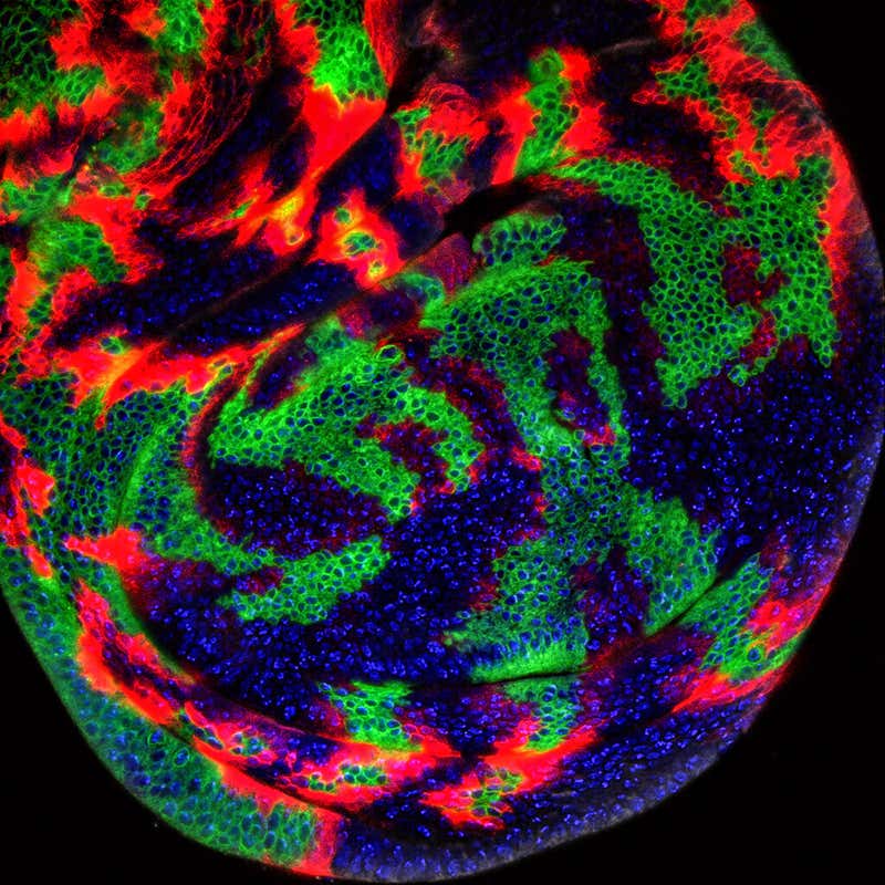 New Scientist. Science news and long reads from expert journalists, covering developments in science, technology, health and the environment on the website and the magazine.