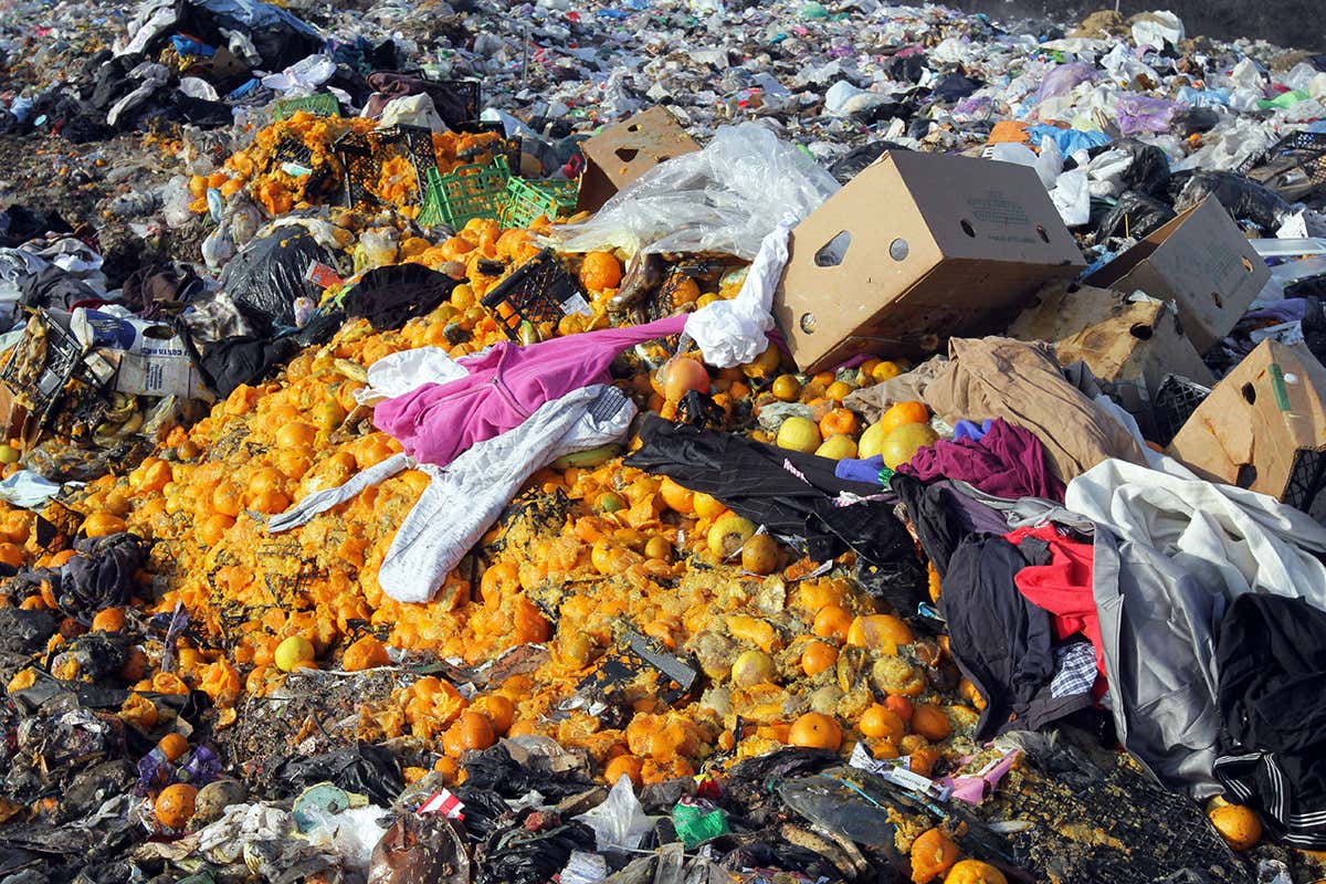 Tangerines in landfill