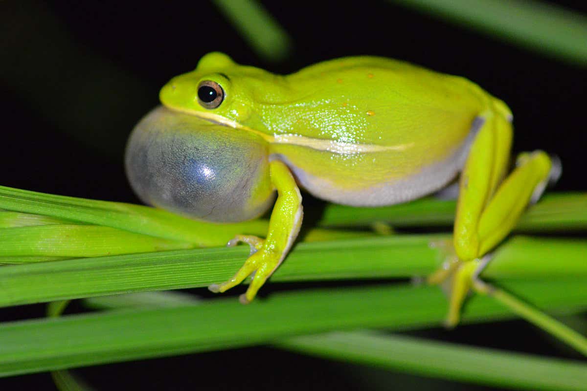 Some frogs have noise-cancelling lungs to dampen other species’ calls