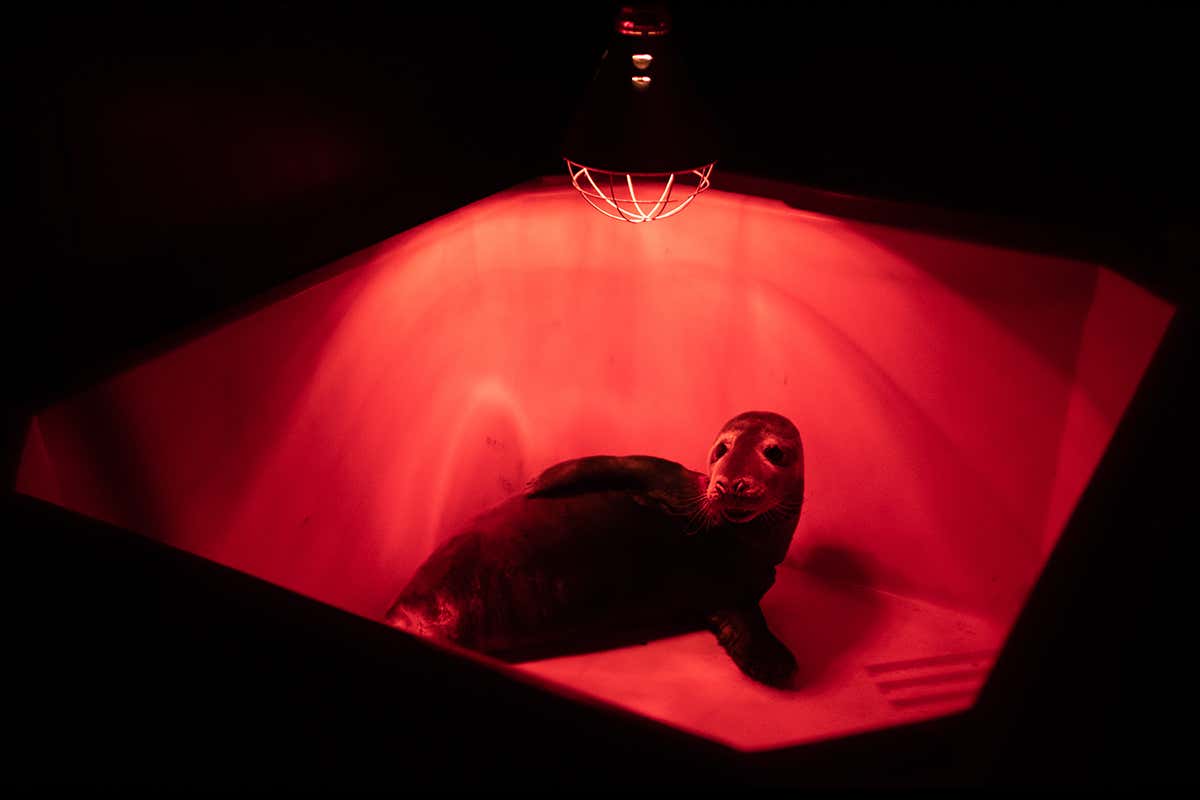 A caged seal waits to be released back into the sea