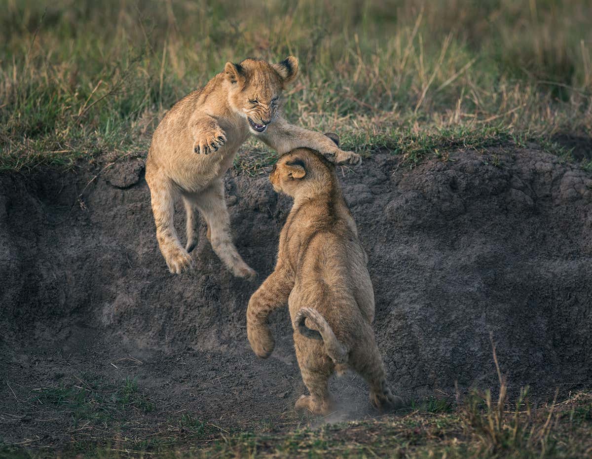 New Scientist. Science news and long reads from expert journalists, covering developments in science, technology, health and the environment on the website and the magazine.