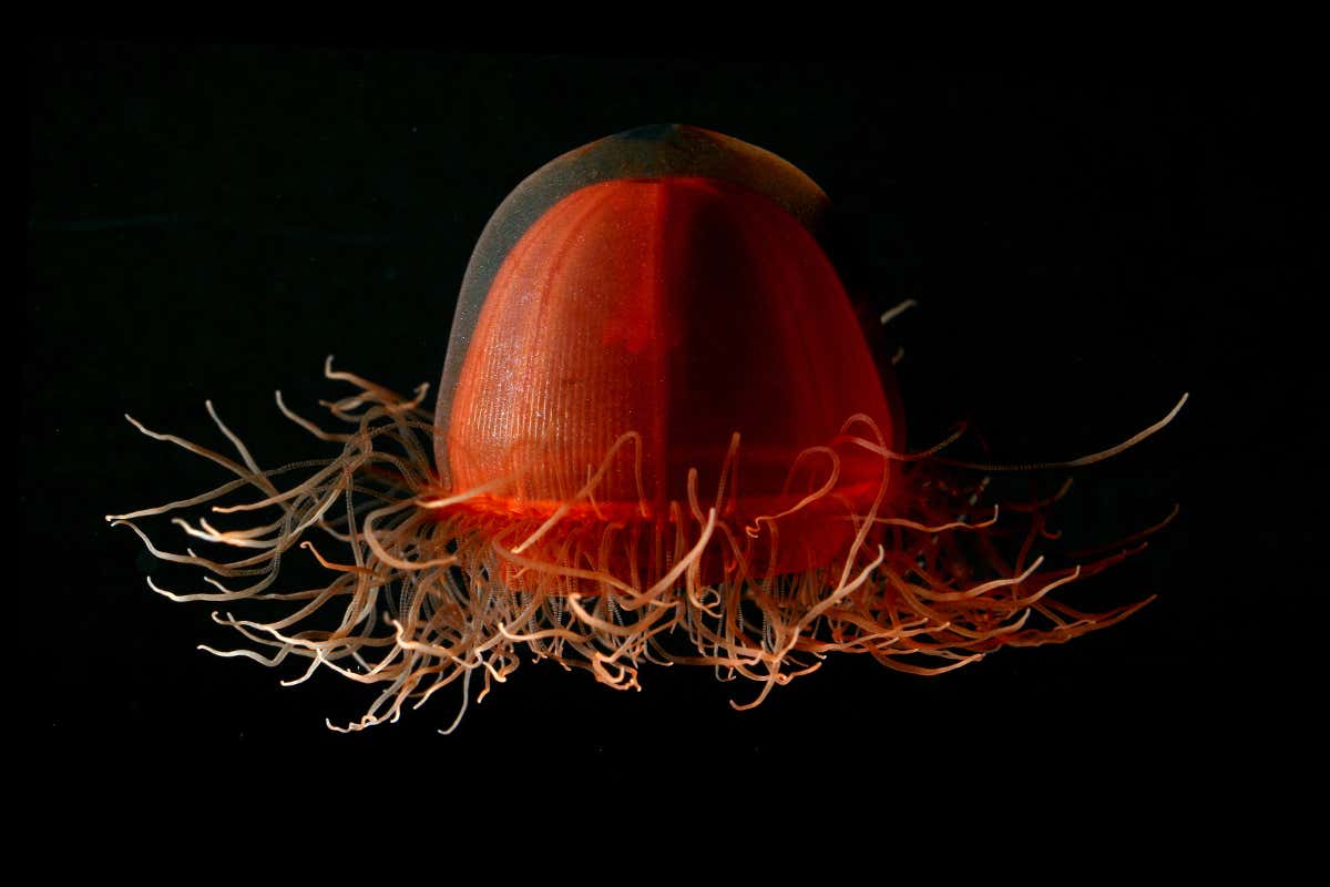 The Brilliant Abyss review: A fascinating tour of the ocean’s depths