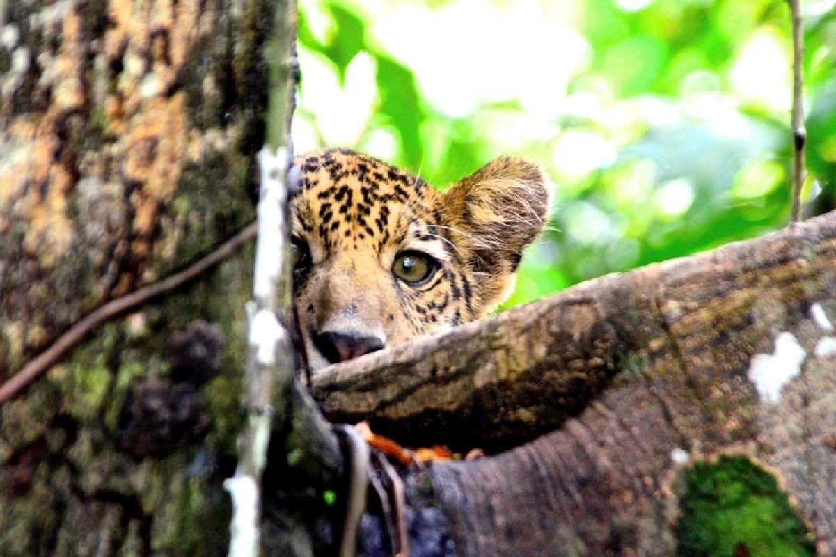 Some Amazon jaguars have adapted to live in treetops to avoid flooding