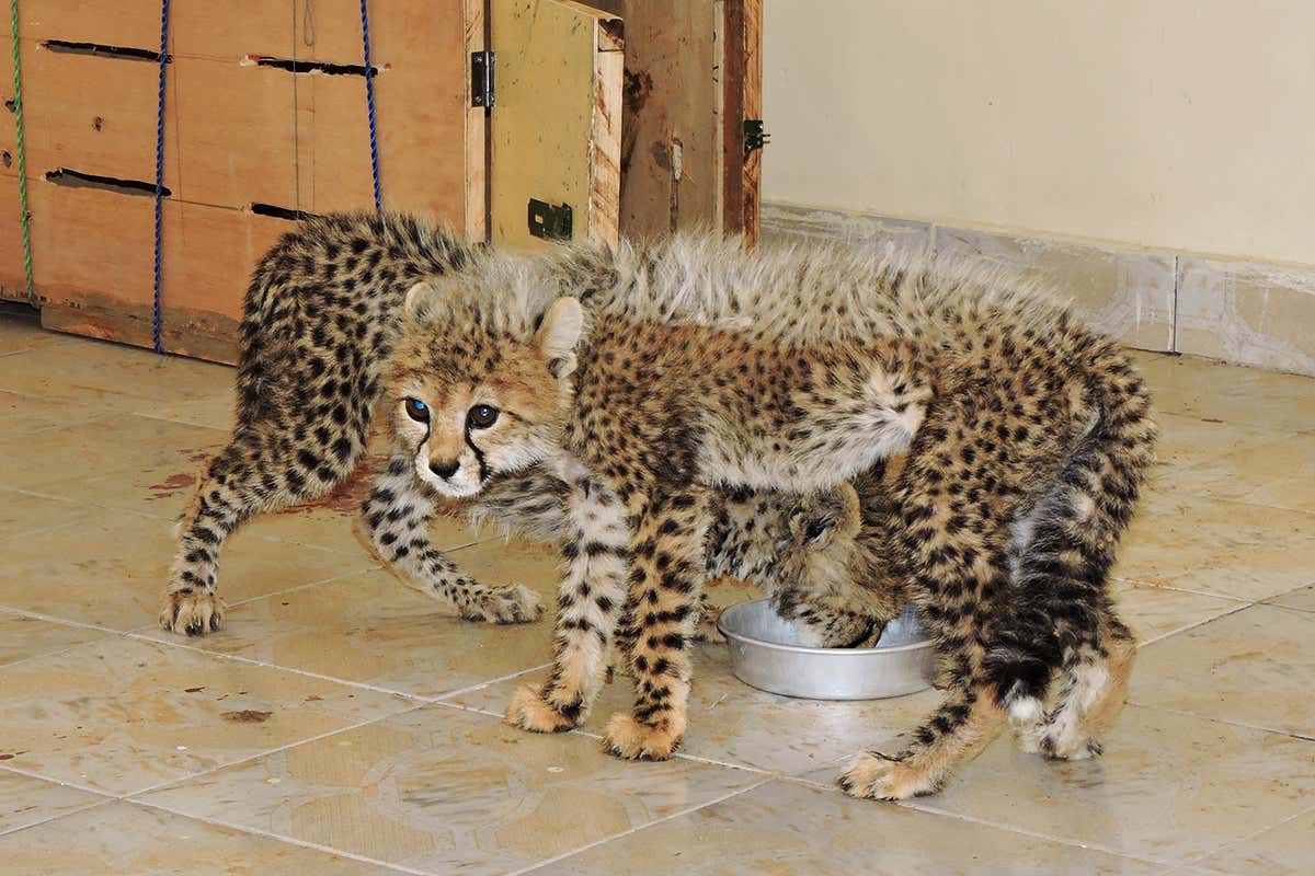 More than 4000 cheetahs have been trafficked in the past decade