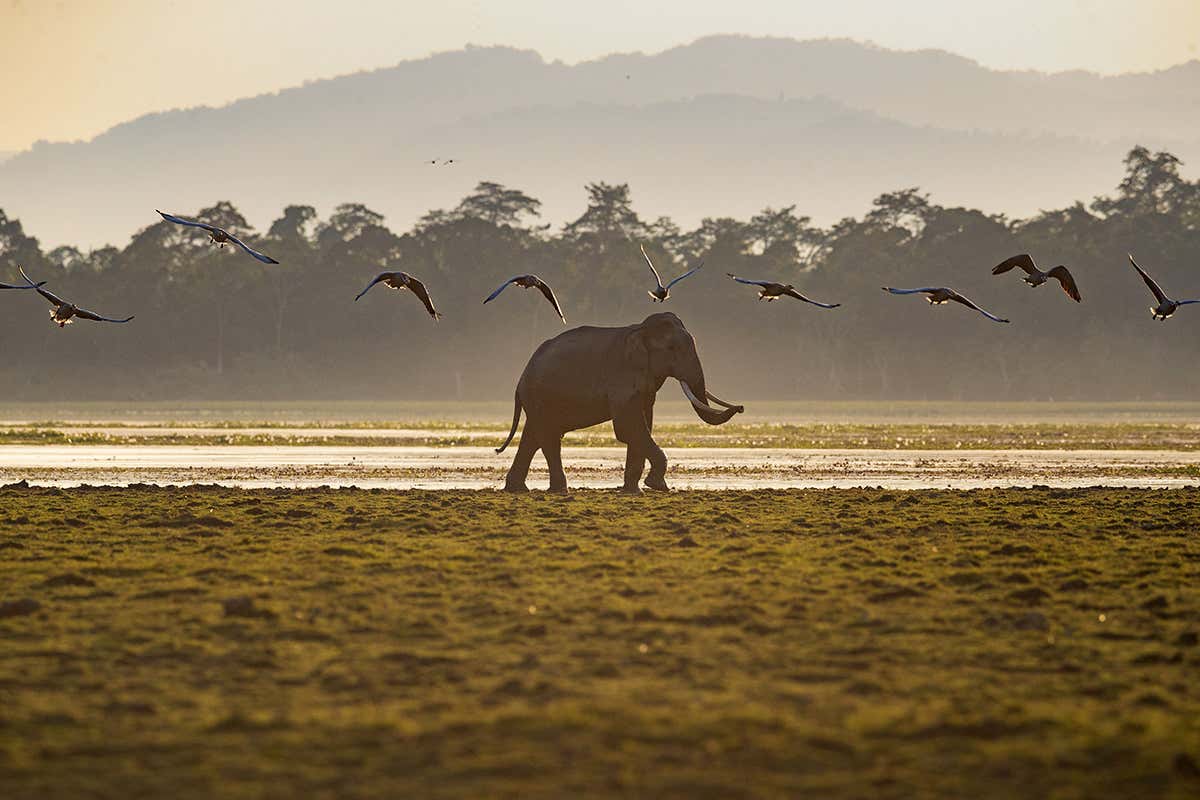 Some national parks in India are being opened up for gas and oil wells