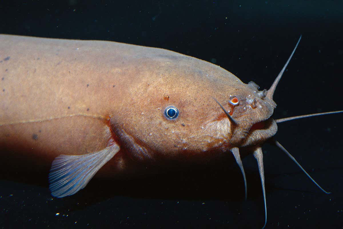 Electric catfish cannot be shocked and scientists don’t know why
