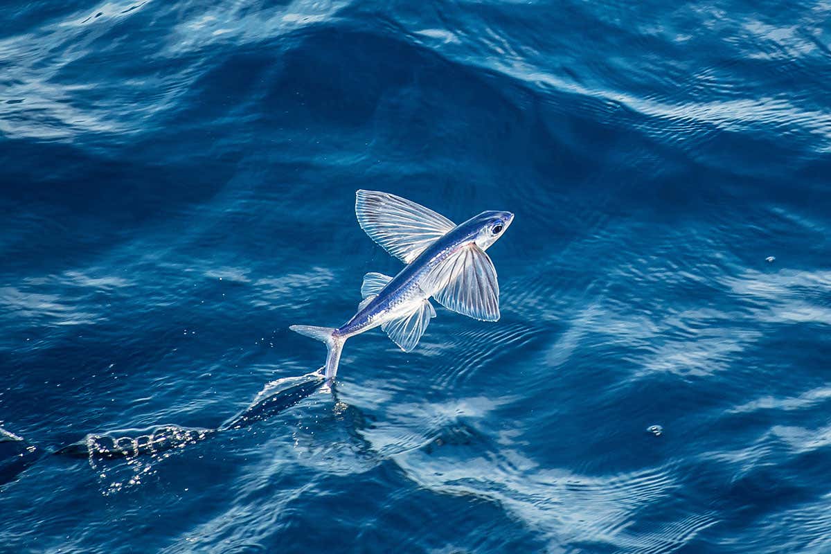 Altered bioelectric genes give zebrafish wings like flying fish