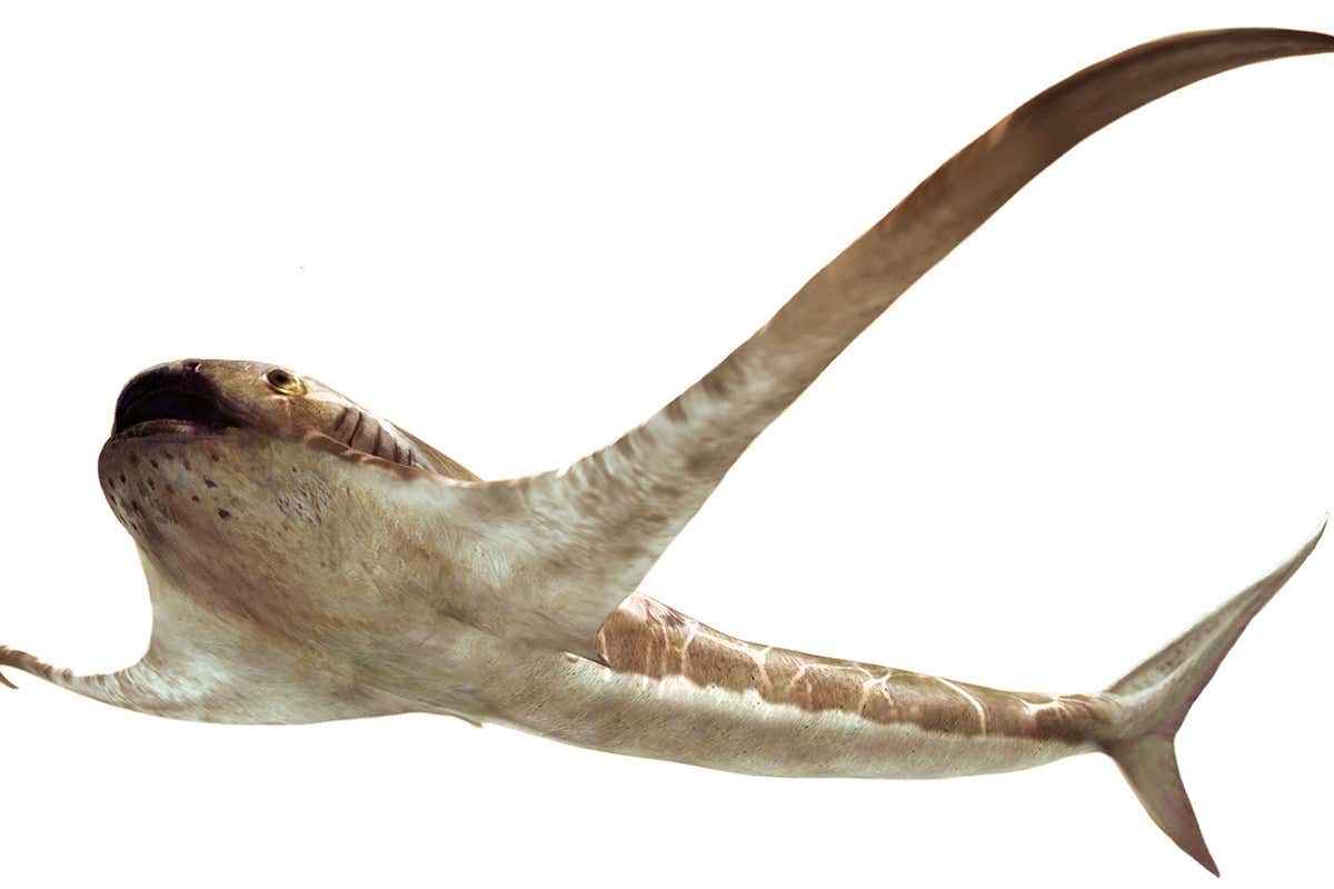 Bizarre 'manta shark' slowly cruised the oceans 93 million years ago