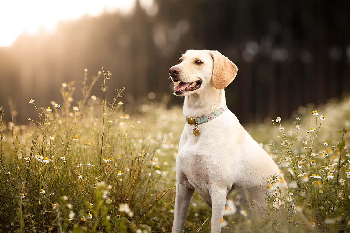Parasites may make dogs smell good to disease-spreading sandflies