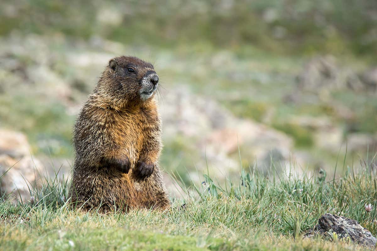 Yellow-bellied marmot