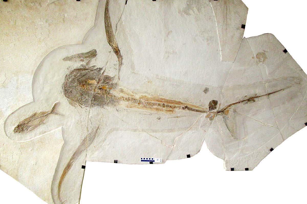 New Scientist. Science news and long reads from expert journalists, covering developments in science, technology, health and the environment on the website and the magazine.