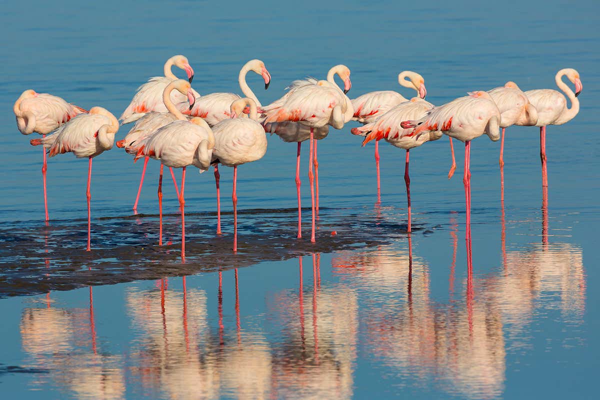 Why do flamingos stand on one leg?