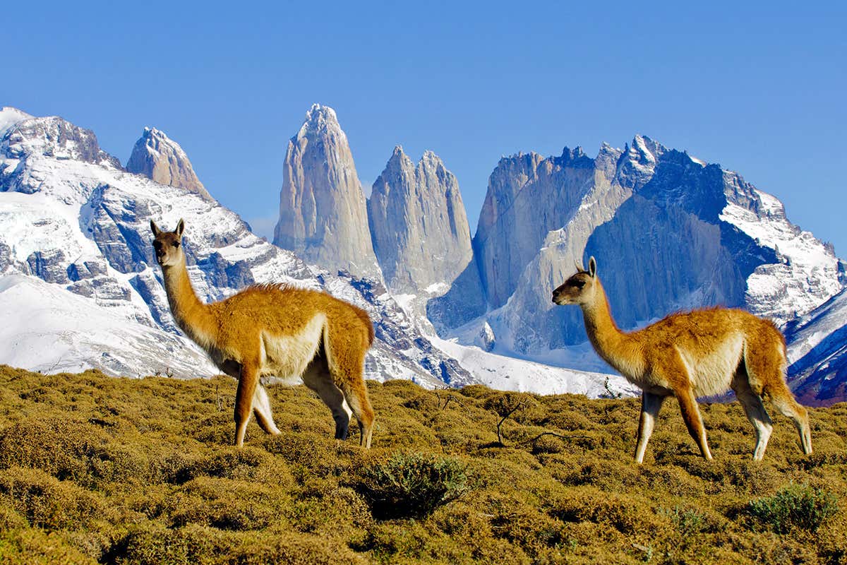 guanacos