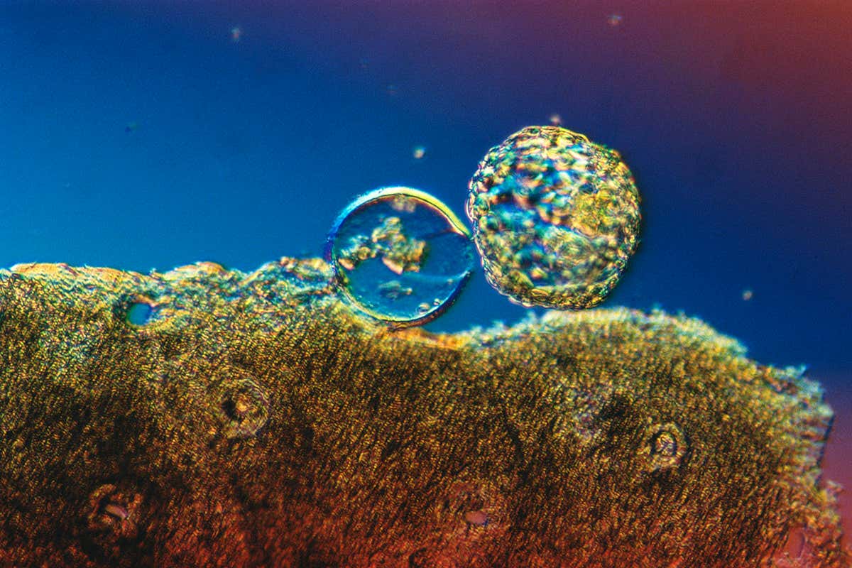 Embryos reverse ageing to become younger than when they first formed