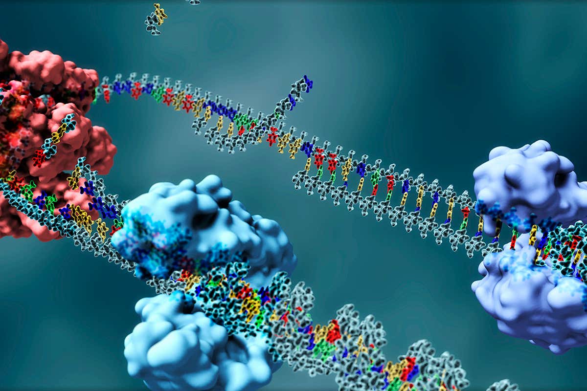 DNA replication