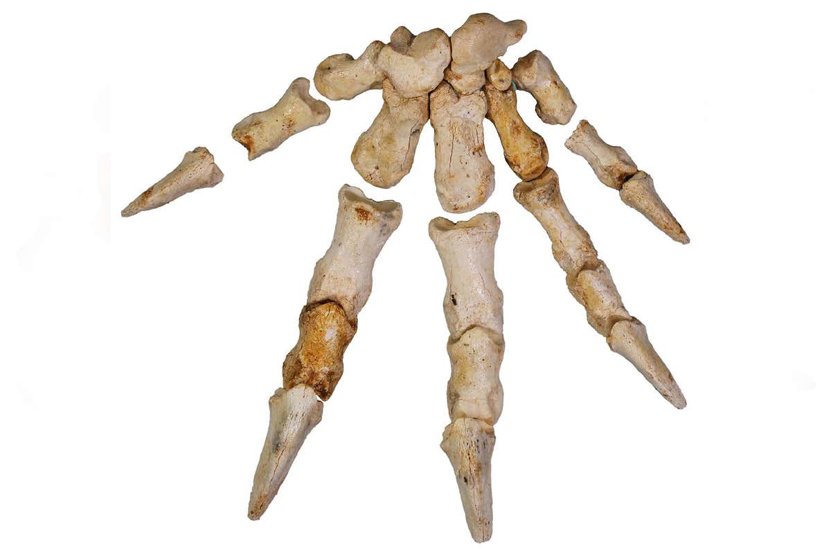 kangaroo hand bones