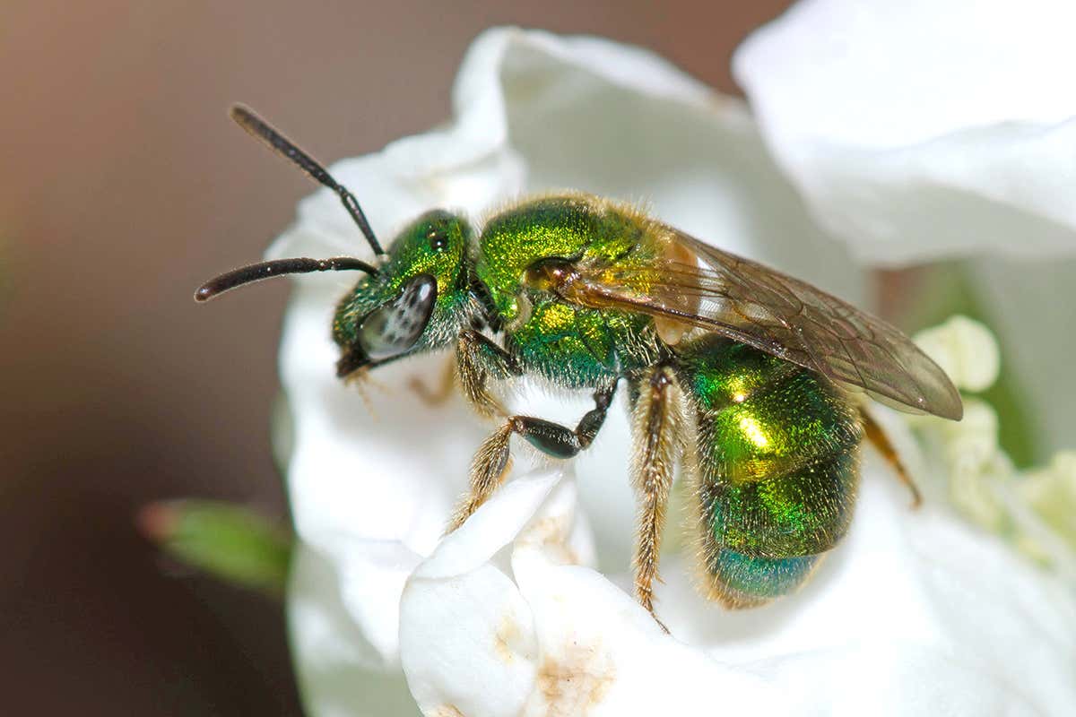 sweat bee