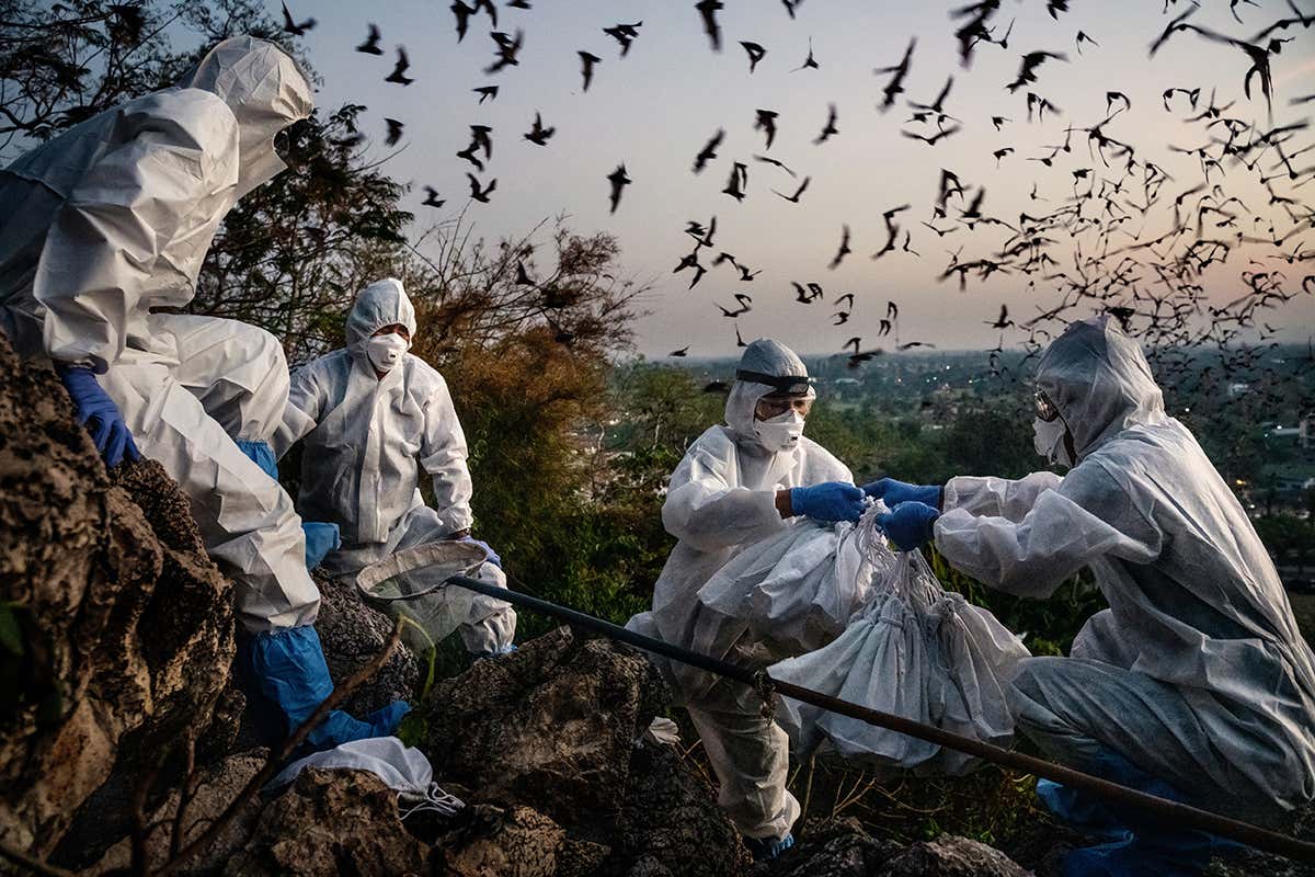 This cloud of bats in Thailand could help us probe covid-19's origins