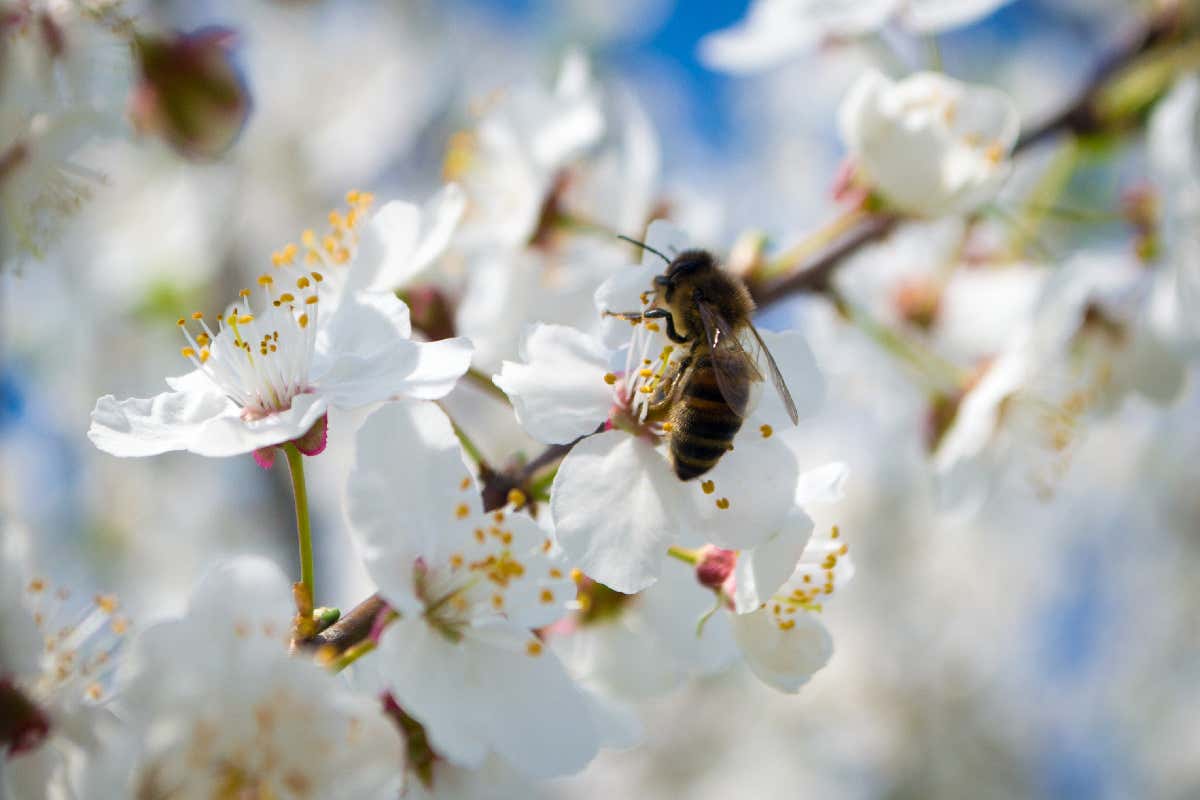 How to create a garden that's perfect for pollinators
