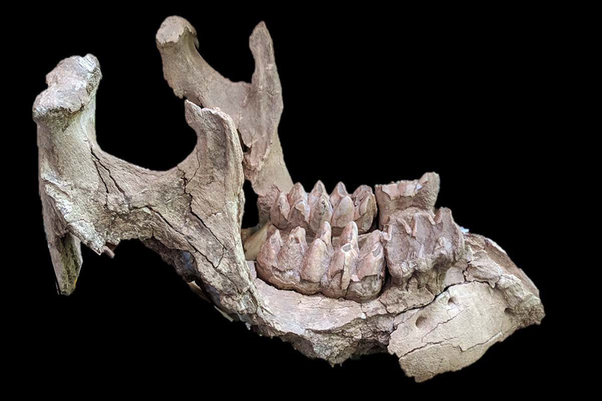 New Scientist. Science news and long reads from expert journalists, covering developments in science, technology, health and the environment on the website and the magazine.