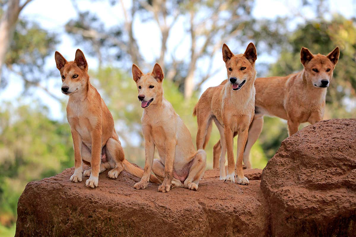 dingoes