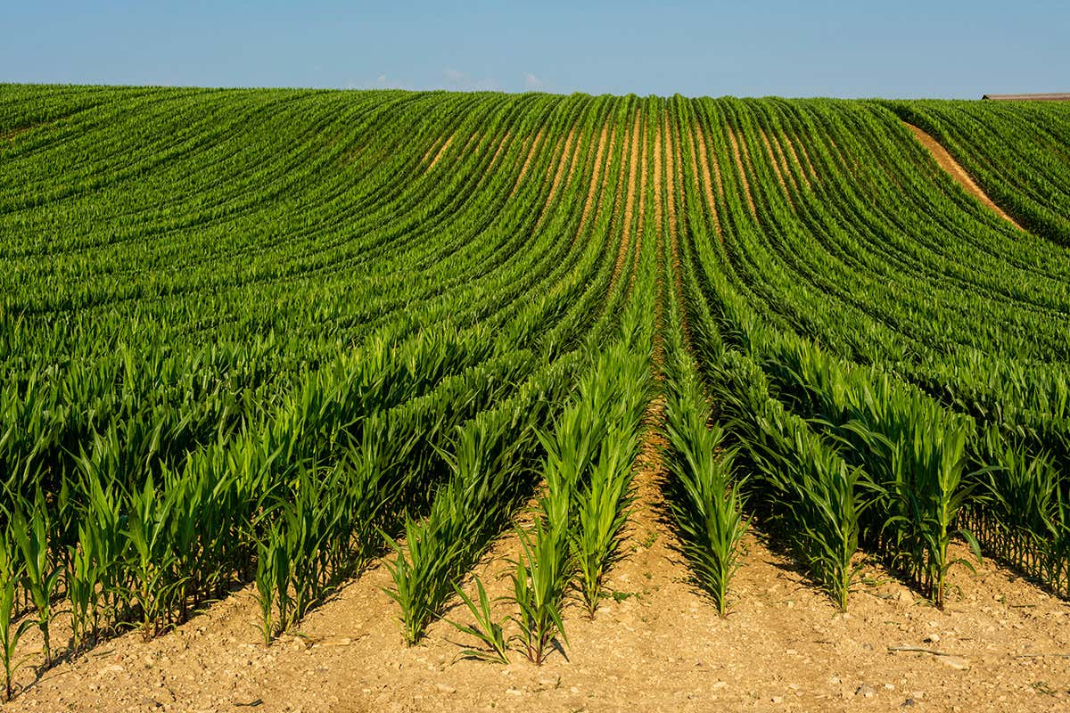 Field of maize
