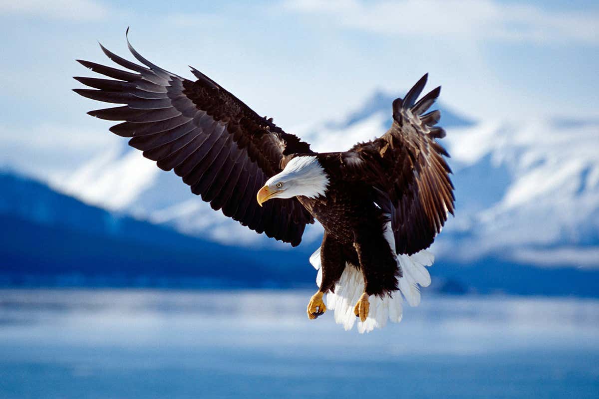 bald eagle