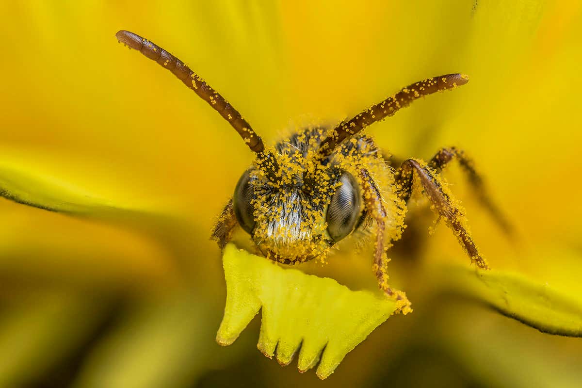 bee on flower