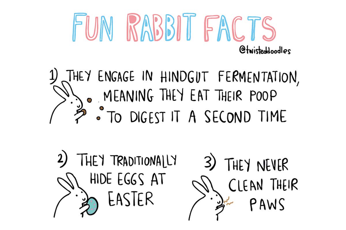 Twisteddoodles shares 3 fun rabbit facts