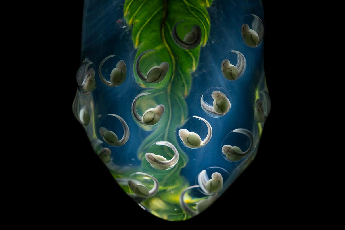 New Scientist. Science news and long reads from expert journalists, covering developments in science, technology, health and the environment on the website and the magazine.