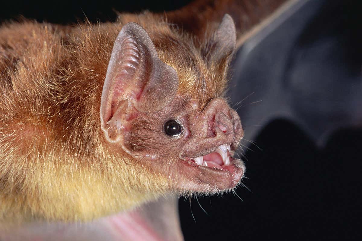 vampire bat