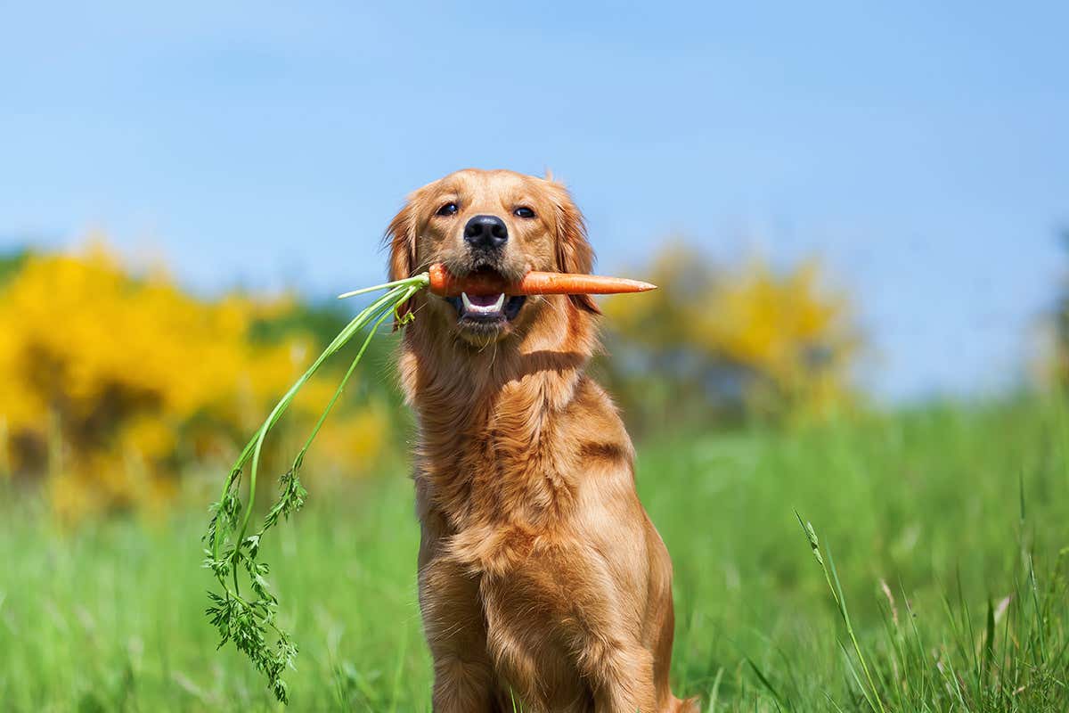 dog with a carrot