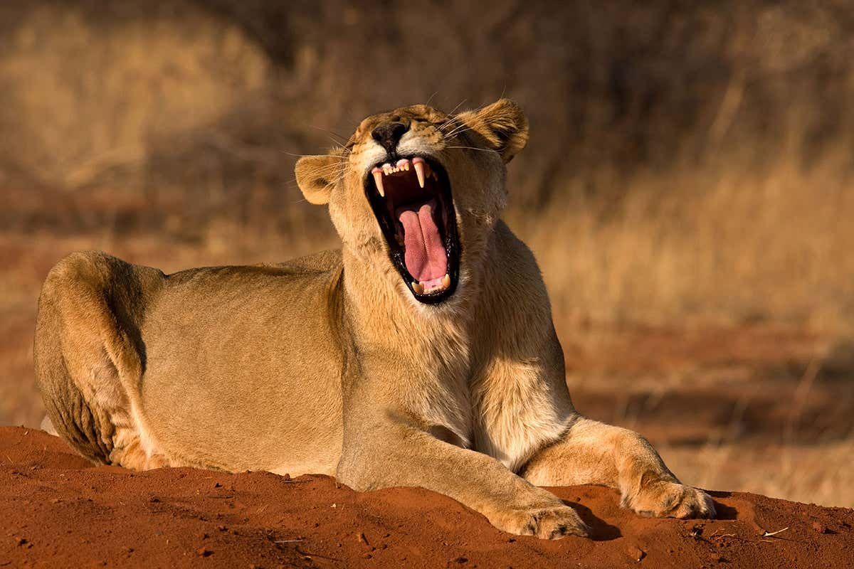 lion yawning