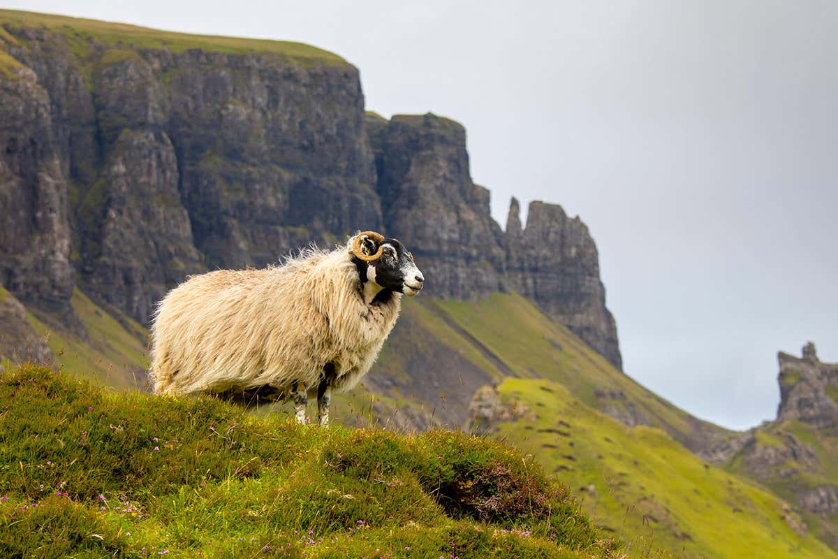 Ewes prefer to mate with submissive rams when given a choice