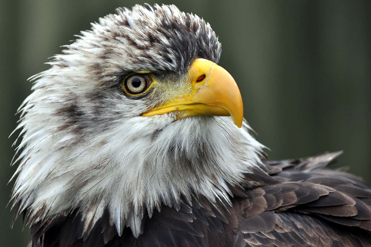 Dead eagles found across the US had rat poison in their blood