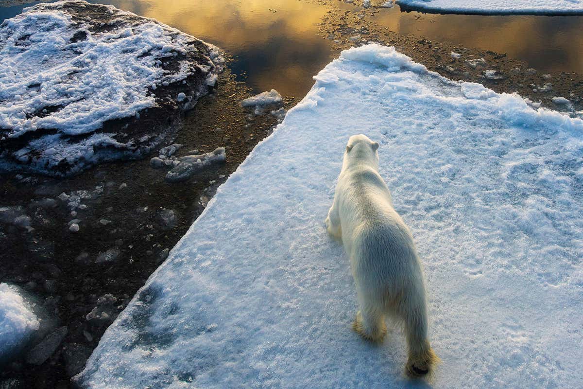 New Scientist. Science news and long reads from expert journalists, covering developments in science, technology, health and the environment on the website and the magazine.