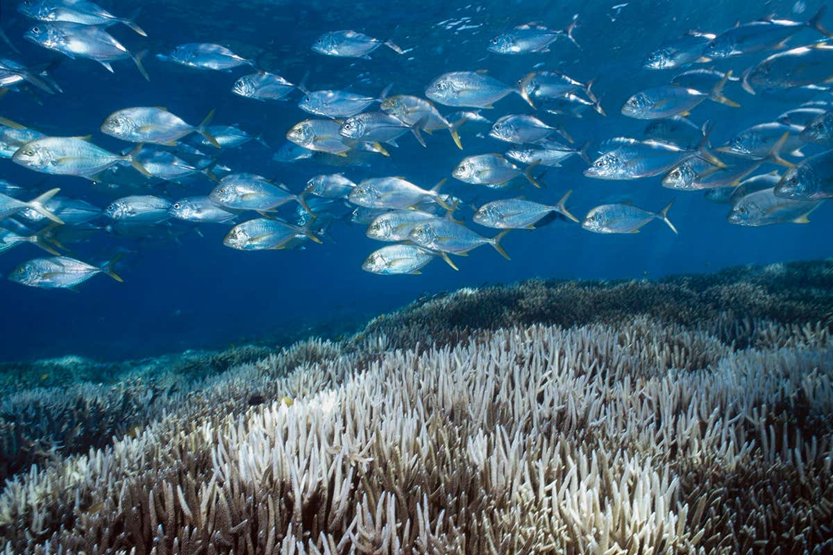 New Scientist. Science news and long reads from expert journalists, covering developments in science, technology, health and the environment on the website and the magazine.