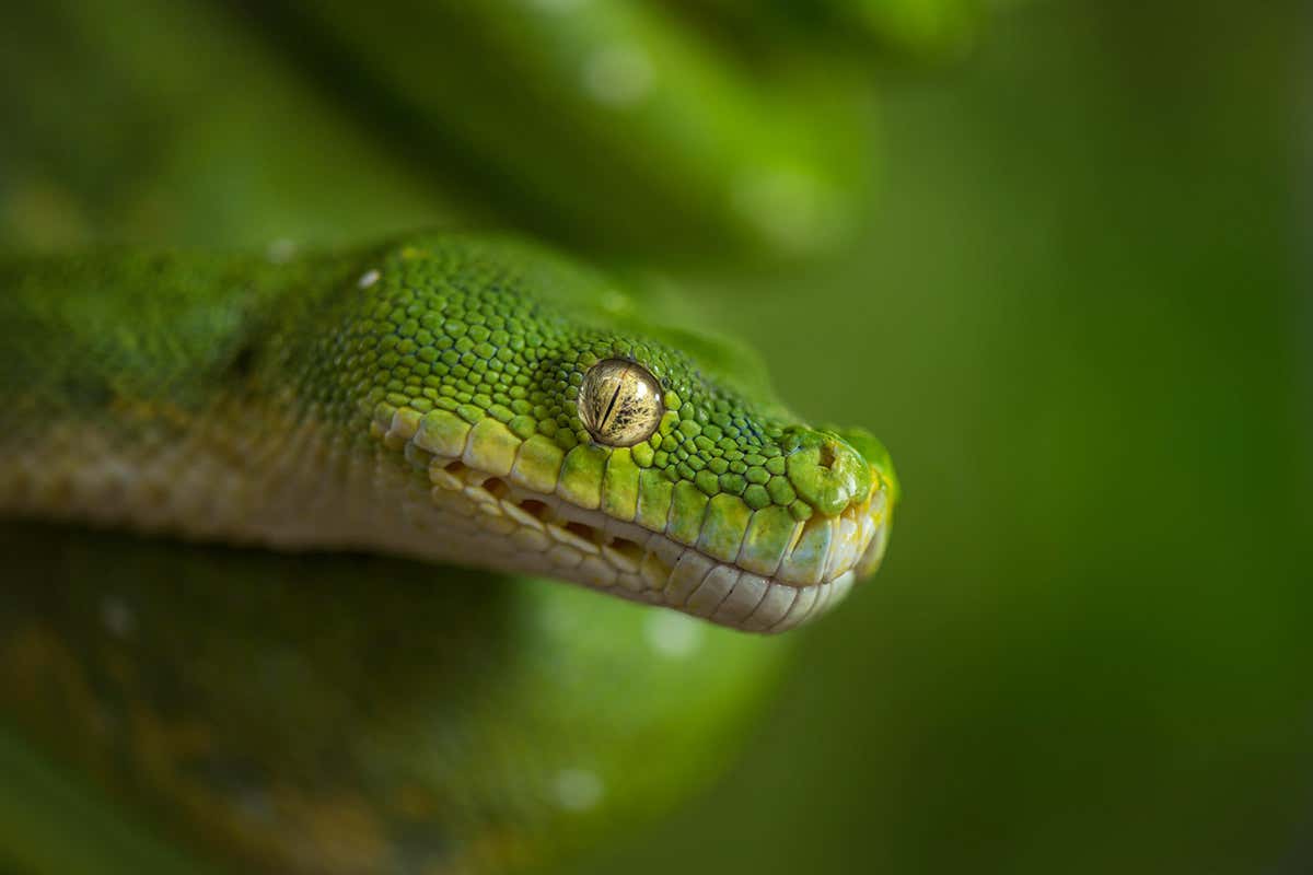New Scientist. Science news and long reads from expert journalists, covering developments in science, technology, health and the environment on the website and the magazine.