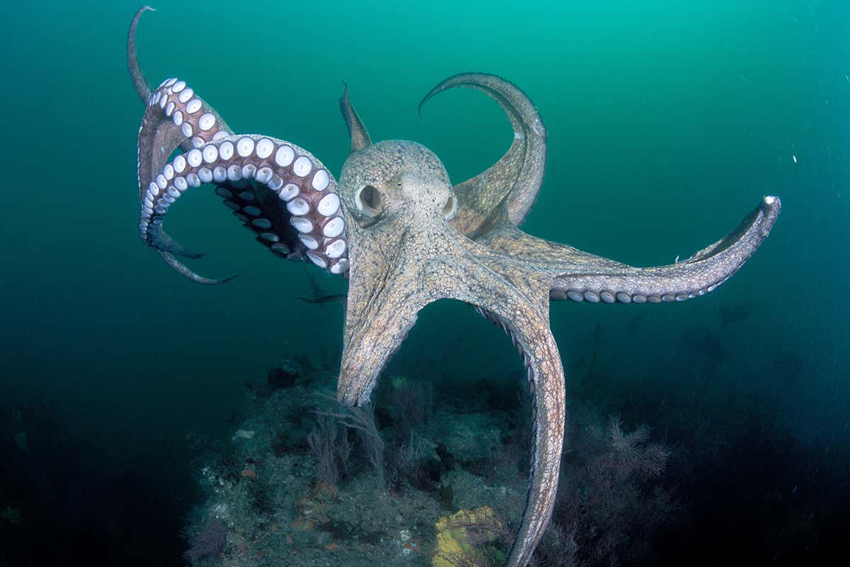 octopus