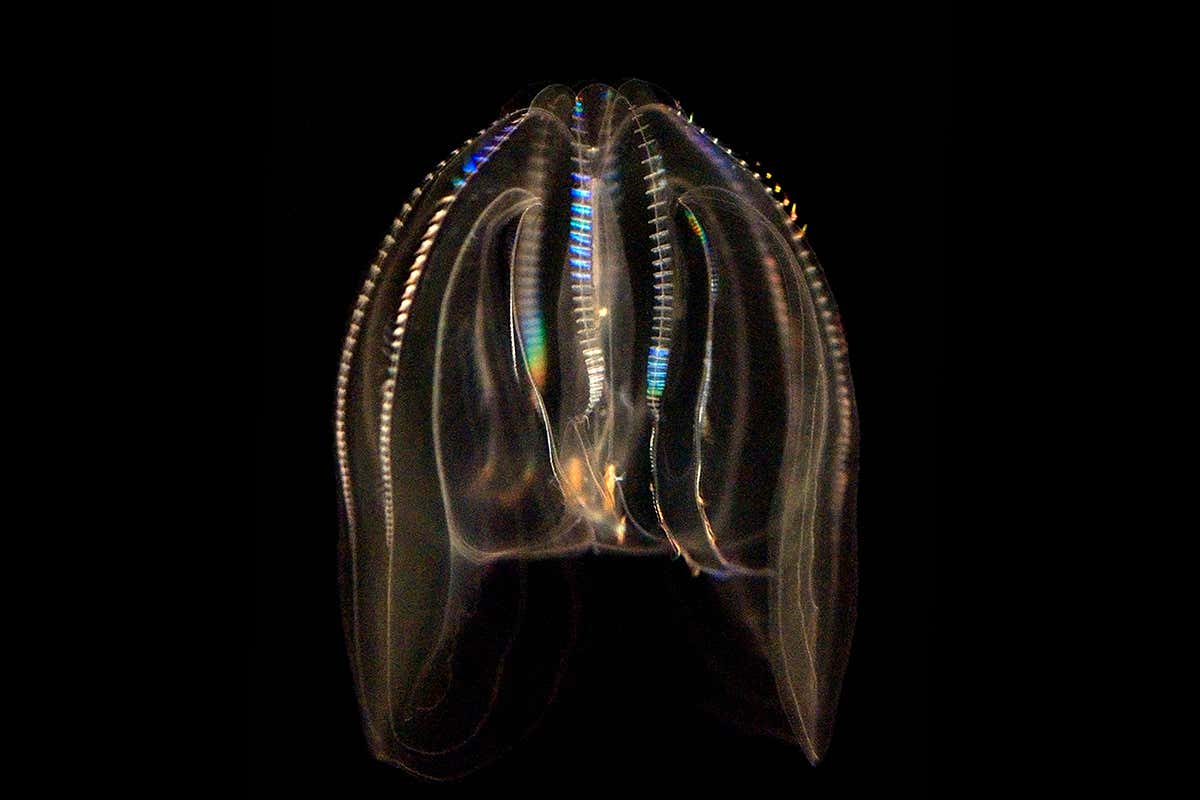 comb jelly