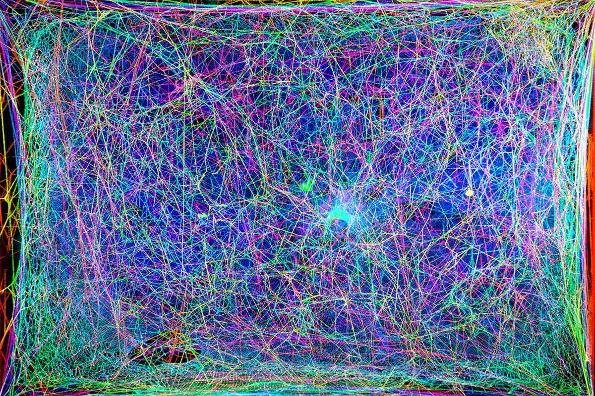 The frequencies of a vibrating spider web have been made into music