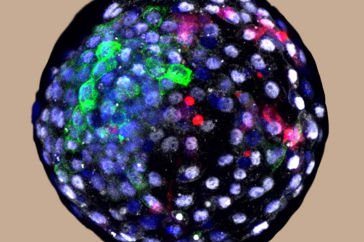 Monkey-human blastocyst