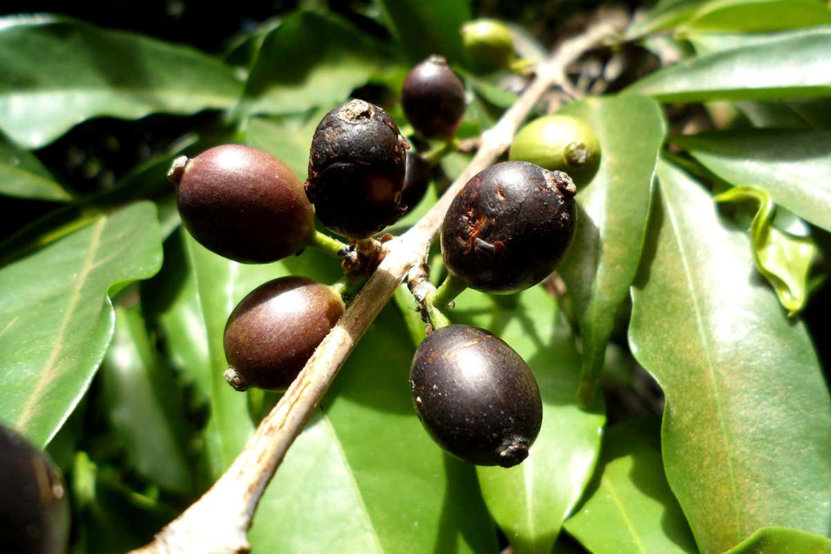 coffee plant