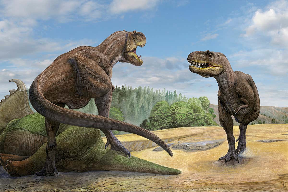 Tyrannosaurs may have hunted together in packs like wolves
