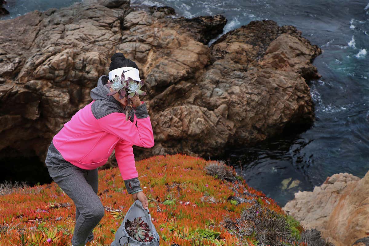 Plant Heist review: Succulent stealing is a big money game