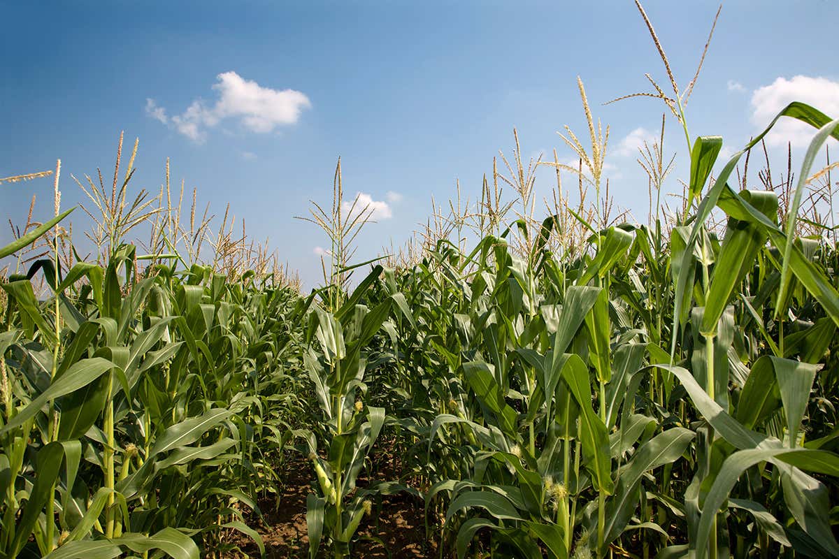 New Scientist. Science news and long reads from expert journalists, covering developments in science, technology, health and the environment on the website and the magazine.