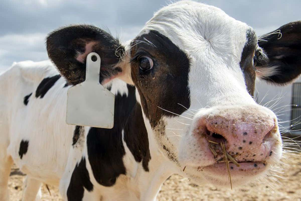 AI face analysis can tell if cows and pigs are excited or stressed