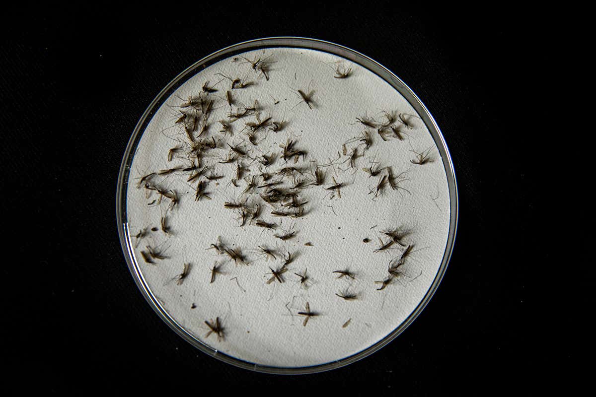 New Scientist. Science news and long reads from expert journalists, covering developments in science, technology, health and the environment on the website and the magazine.